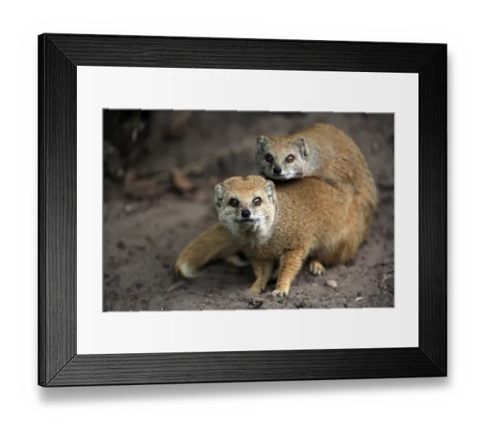 Framed Print : Yellow Mongoose (Cynictis penicillata)