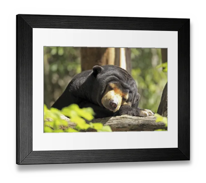 Framed Print : Malayan sun bear (Helarctos malayanus)