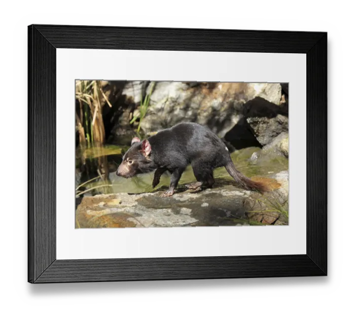 Framed Print : Tasmanian Devil (Sarcophilus harrisii) Framed Print : Tasmanian Devil (Sarcophilus harrisii)