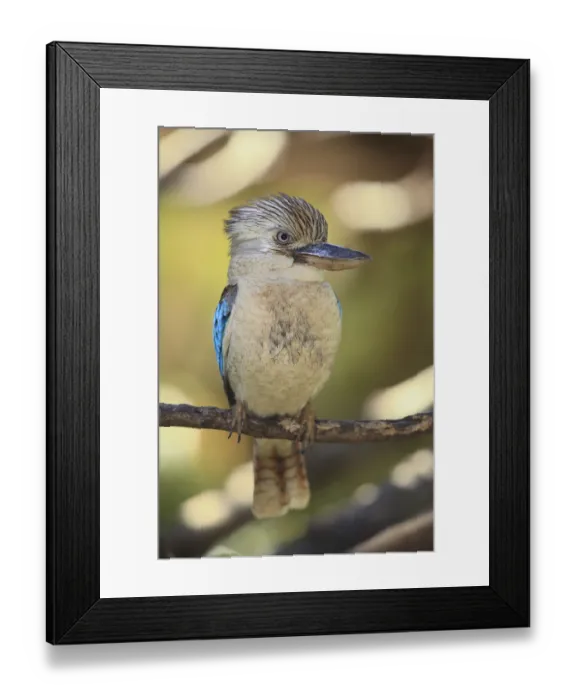 Framed Print : Blue-winged kookaburra (Dacelo leachii) Framed Print : Blue-winged kookaburra (Dacelo leachii)