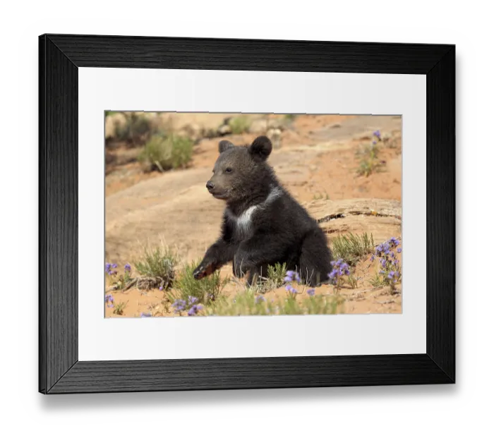 Framed Print : Grizzly bear (Ursus arctos horribilis)