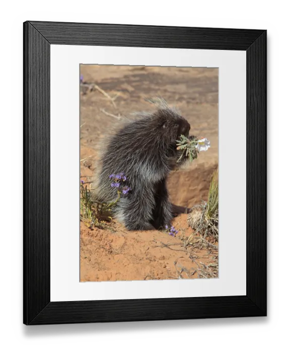 Framed Print : North american porcupine (Erethizon dorsatum)