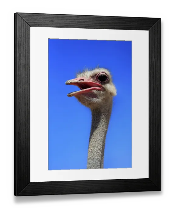 Framed Print : South african ostrich (Struthio camelus australis)