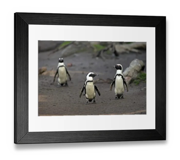 Framed Print : Jackass Penguin (Spheniscus demersus) Framed Print : Jackass Penguin (Spheniscus demersus)