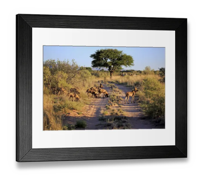 Framed Print : African Wild Dog (Lycaon pictus) Framed Print : African Wild Dog (Lycaon pictus)