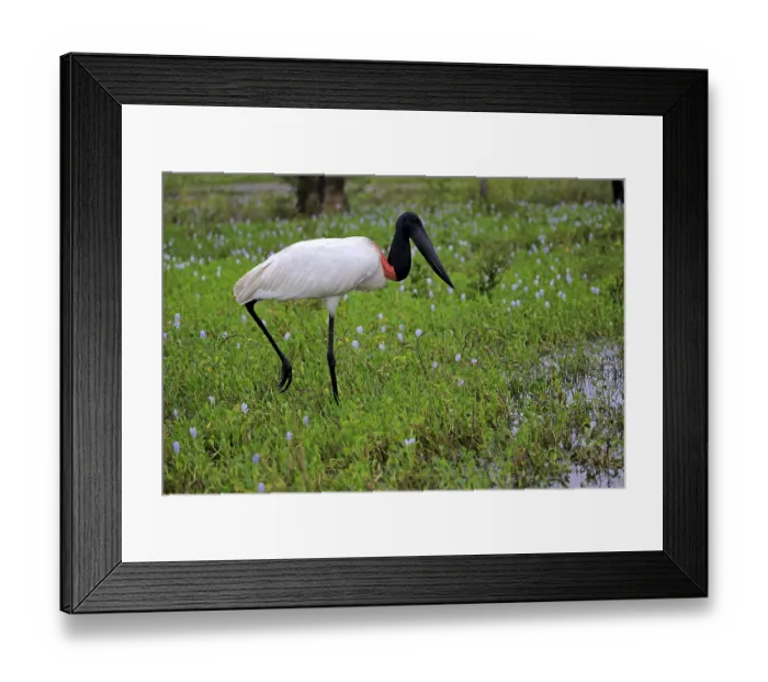 Framed Print : Jabiru (Jabiru mycteria), adult in meadow foraging