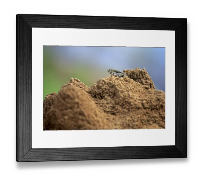 Framed Print : Bengal bengal monitor (Varanus bengalensis) Framed Print : Bengal bengal monitor (Varanus bengalensis)