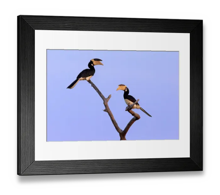 Framed Print : Malabar pied hornbill (Anthracoceros coronatus)