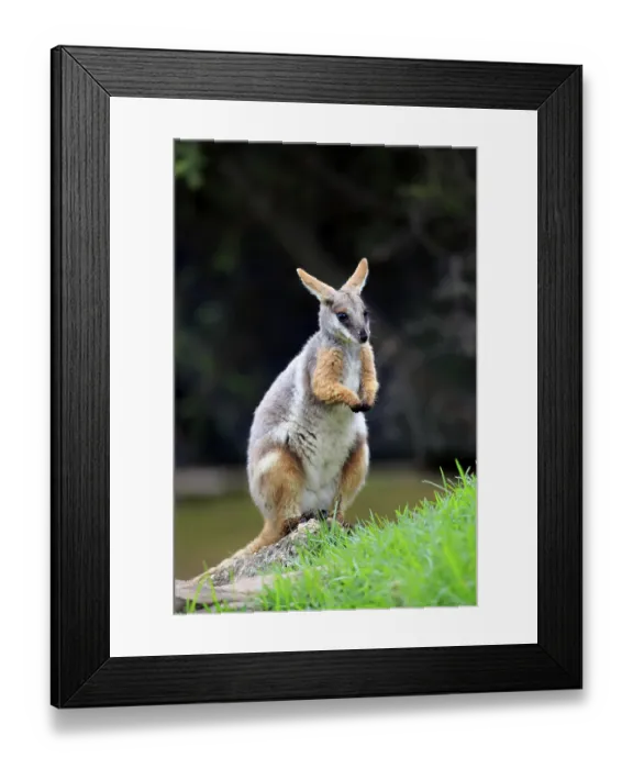 Framed Print : Yellow-footed rock-wallaby (Petrogale xanthopus) Framed Print : Yellow-footed rock-wallaby (Petrogale xanthopus)