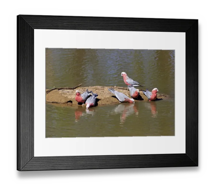Framed Print : Pink Cockatoo, group drinking at water's edge Framed Print : Pink Cockatoo, group drinking at water's edge
