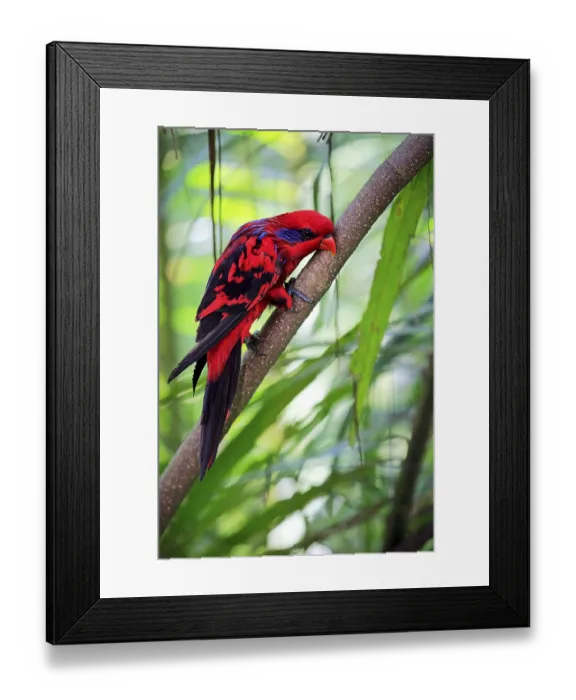 Framed Print : Blue Streaked Lory, Blue necked Lory