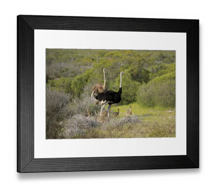 Framed Print : South African Ostrich (Struthio camelus australis)