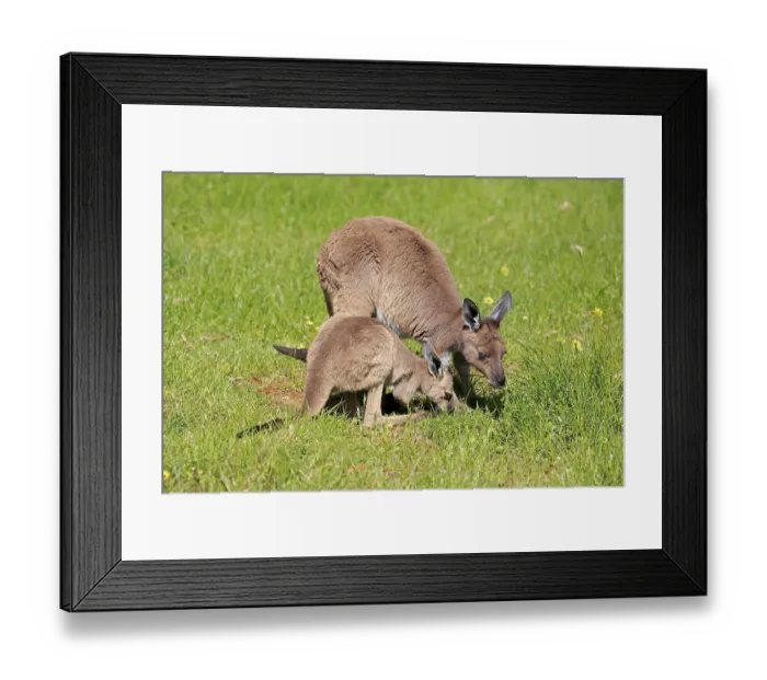 Framed Print : Western Grey Kangaroo (Macropus fuliginosus)