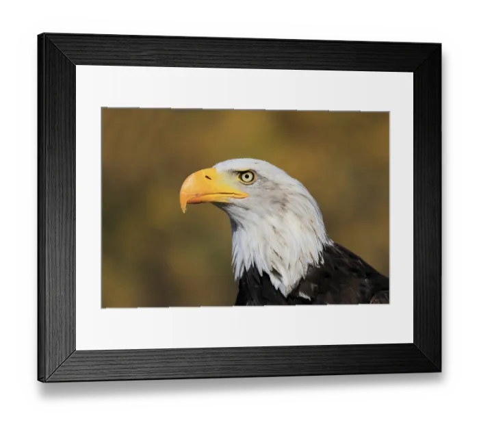Framed Print : Bald Eagle (Haliaeetus leucocephalus) Framed Print : Bald Eagle (Haliaeetus leucocephalus)