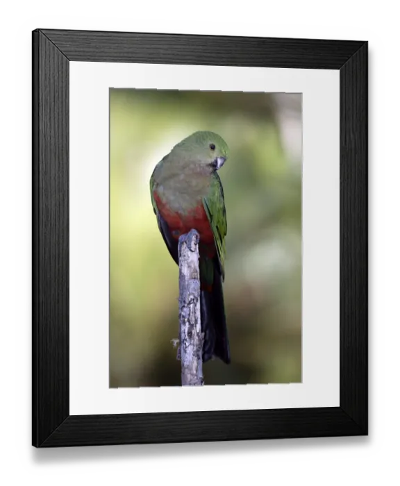 Framed Print : Australian King Parrot (Alisterus scapularis)