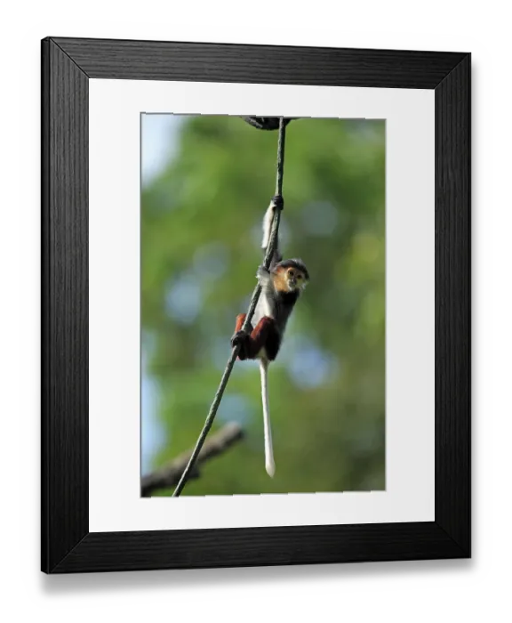 Framed Print : Red-shanked Douc (Pygathrix nemaeus) Framed Print : Red-shanked Douc (Pygathrix nemaeus)