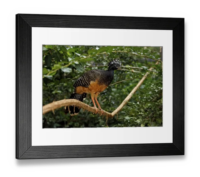 Framed Print : Bare-faced Curassow (Crax fasciolata) Framed Print : Bare-faced Curassow (Crax fasciolata)