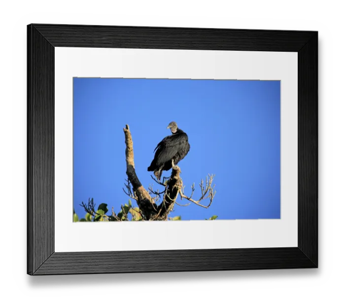 Framed Print : Black vulture (Coragyps atratus)