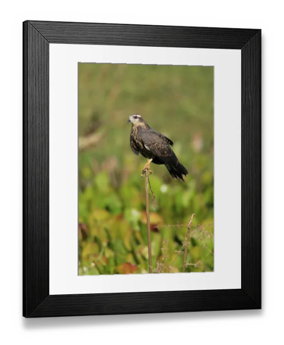Framed Print : Snail Kite (Rostrhamus sociabilis) Framed Print : Snail Kite (Rostrhamus sociabilis)