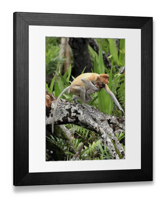 Framed Print : Proboscis Monkey or Long-nosed monkey (Nasalis larvatus)