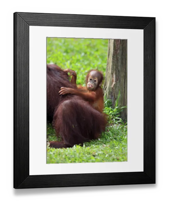 Framed Print : Orangutan (Pongo pygmaeus), young animal on the mother's back