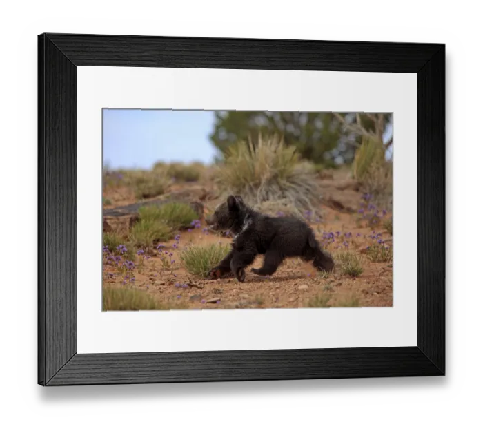 Framed Print : Grizzly Bear (Ursus arctos horribilis)