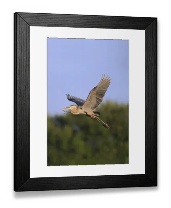 Framed Print : Great Blue Heron (Ardea herodias)