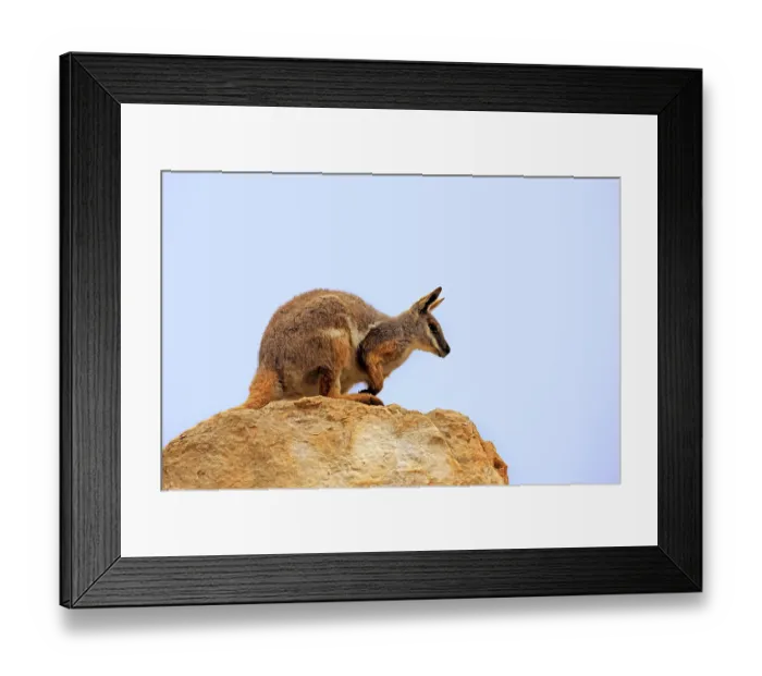 Framed Print : Yellow-footed Rock Wallaby (Petrogale xanthopus)