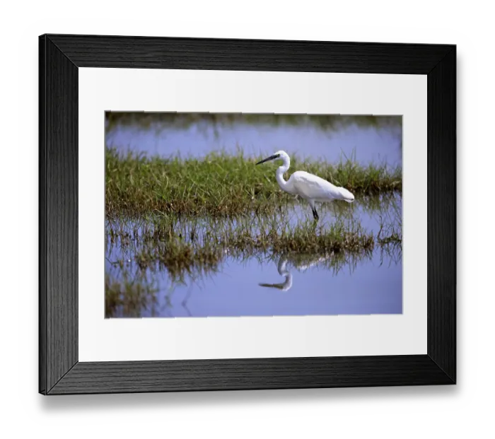 Framed Print : Little egret (Egretta garzetta) Framed Print : Little egret (Egretta garzetta)