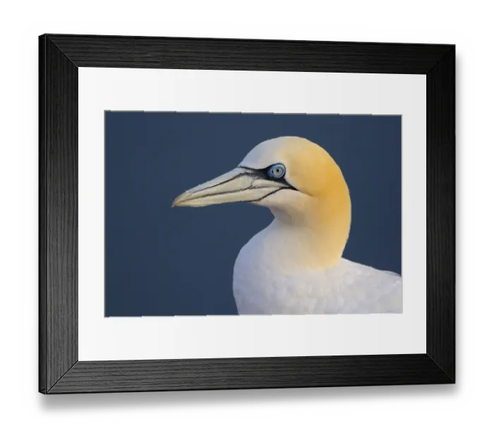 Framed Print : Gannets, Helgoland, Schleswig-Holstein Framed Print : Gannets, Helgoland, Schleswig-Holstein