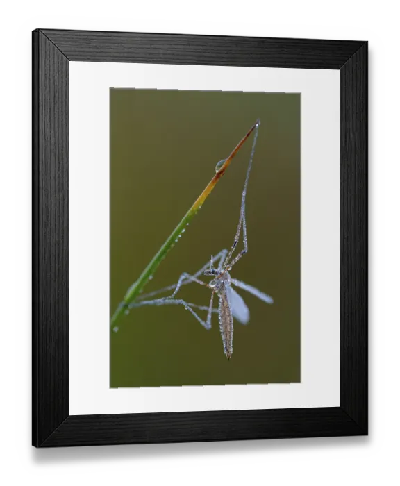 Framed Print : Snake, with dewdrop Schurenbachhalde Framed Print : Snake, with dewdrop Schurenbachhalde