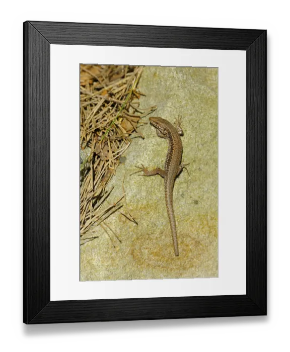 Framed Print : Wall lizard, sunbathing, tail grown back
