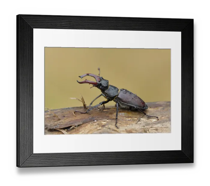 Framed Print : Stag beetle (Lucanus cervus), male Framed Print : Stag beetle (Lucanus cervus), male