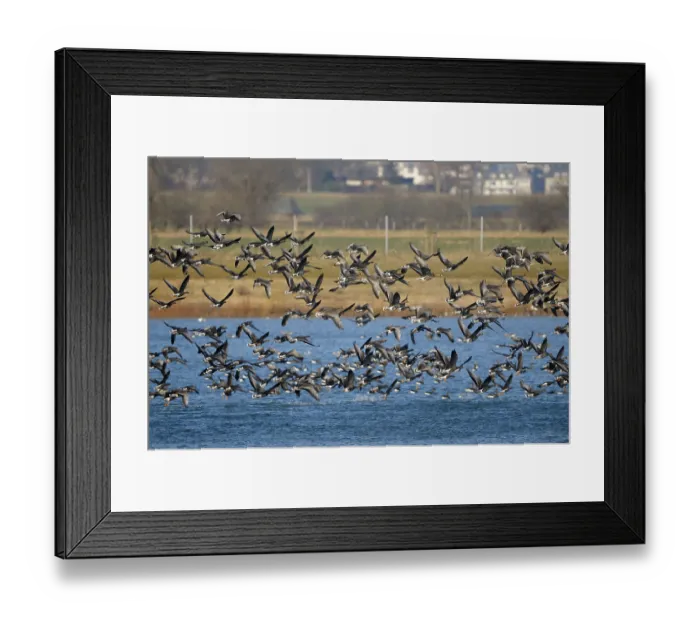 Framed Print : White-fronted Geese, near Emmerich