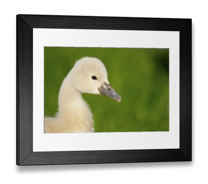Framed Print : Mute swan, young bird, May, Oberhausen