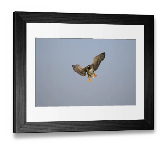 Framed Print : White-fronted goose, January, Lower Rhine Framed Print : White-fronted goose, January, Lower Rhine