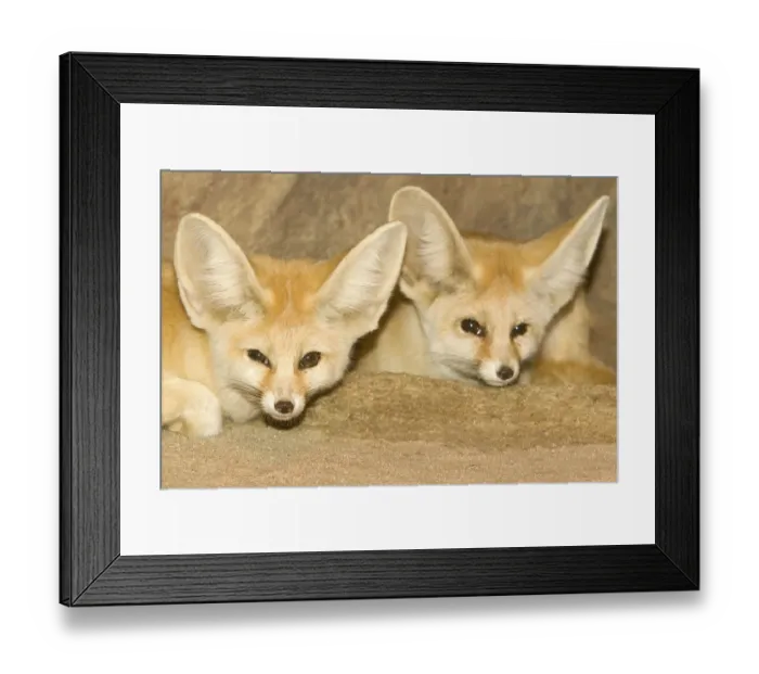 Framed Print : Fenneks (Vulpes zerda), pair, desert fox