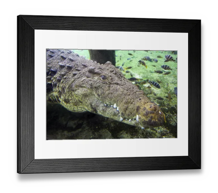 Framed Print : Nile crocodile (Crocodylus niloticus) Framed Print : Nile crocodile (Crocodylus niloticus)