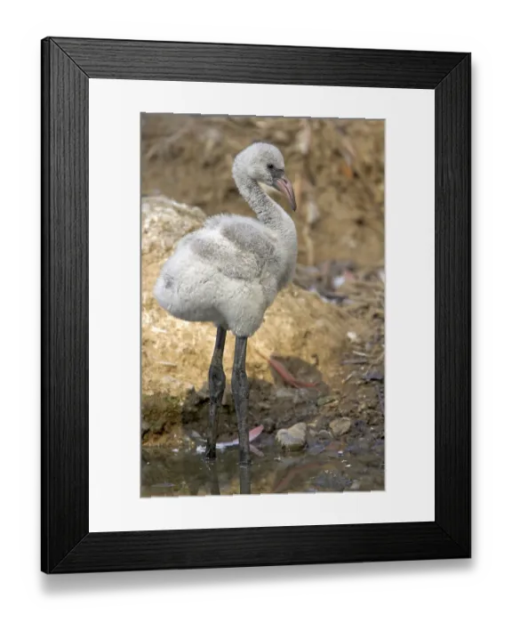 Framed Print : Greater Flamingo (Phoenicopterus ruber roseus)