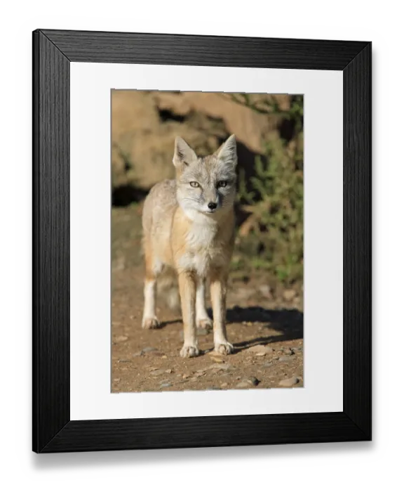 Framed Print : Corsac Fox (Vulpes corsac), Steppe Fox Framed Print : Corsac Fox (Vulpes corsac), Steppe Fox