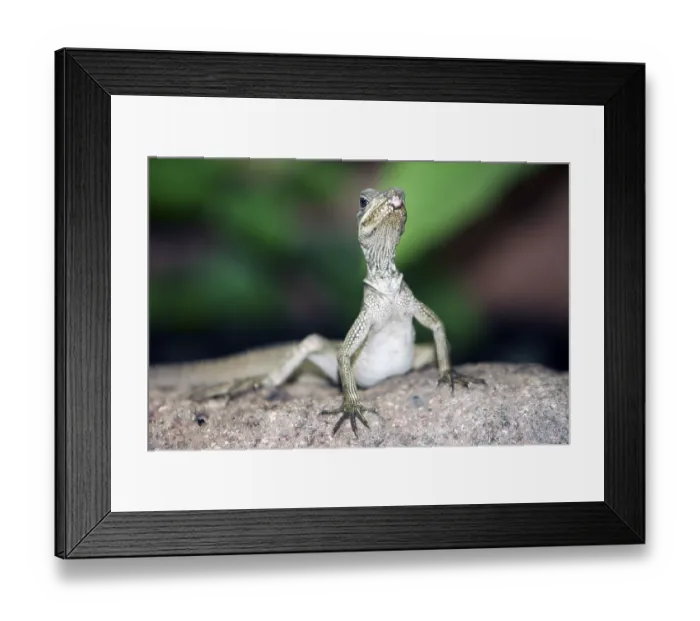 Framed Print : Weber's sailfin lizard (Hydrosaurus weberi)