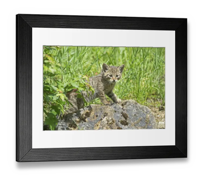 Framed Print : Wildcat (Felis silvestris), young animal