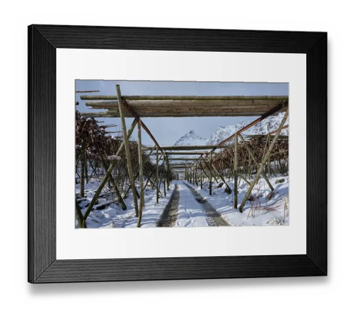 Framed Print : Drying flakes with stockfish cod fish heads in winter A fishing village