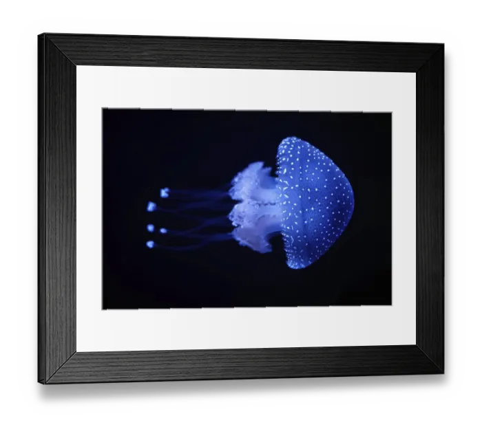 Framed Print : Tropical Jellyfish Phyllorhiza punctata white-spotted jellyfish aka floating bell Framed Print : Tropical Jellyfish Phyllorhiza punctata white-spotted jellyfish aka floating bell
