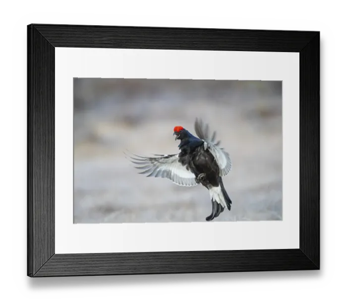Framed Print : Black grouse (Tetrao tetrix) male