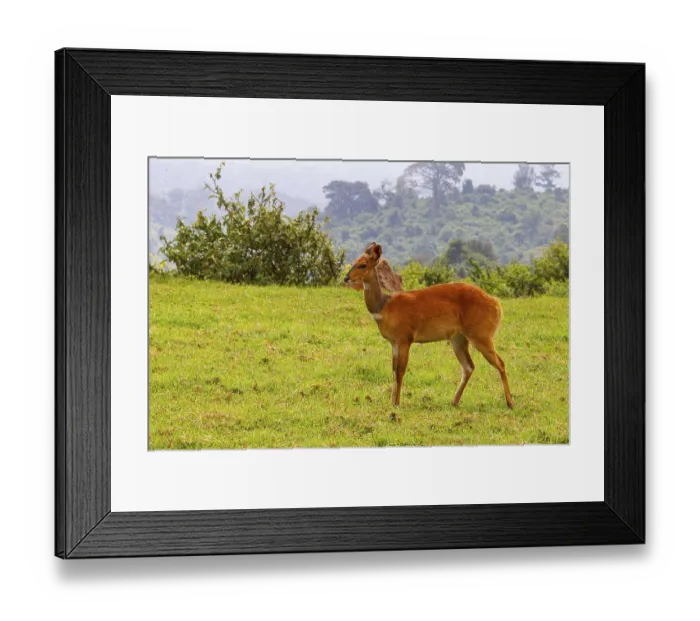 Framed Print : Bushbuck (Tragelaphgus scriptus) Aberdare National Park Kenya