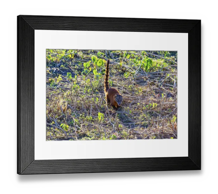 Framed Print : South American coati (nasua nasua) Pantanal Brazil Framed Print : South American coati (nasua nasua) Pantanal Brazil