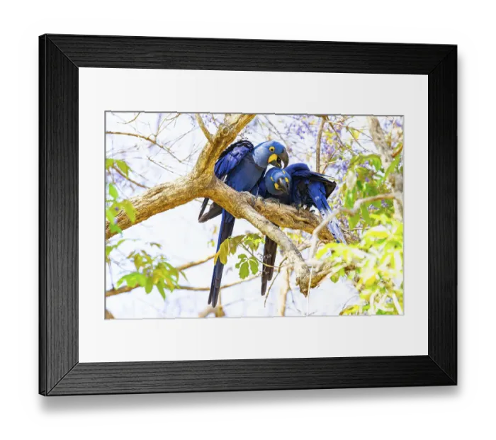 Framed Print : Hyacinth Macaw (Anodorhynchus hyacinthinus) Pantanal Brazil
