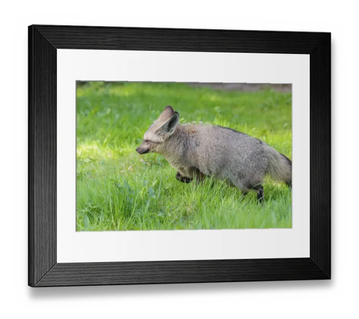 Framed Print : A Bat-eared fox (Otocyon megalotis) runs across a green meadow