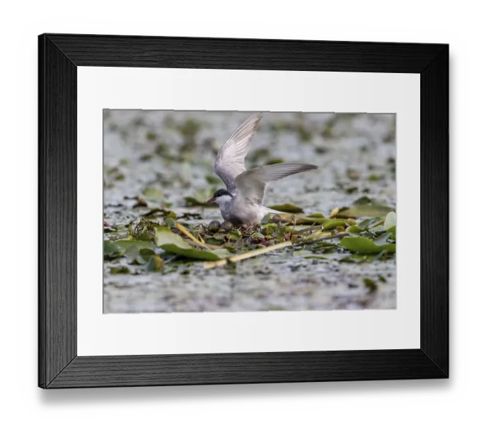 Framed Print : White-bearded Tern (Chlidonias hybridus) on the nest with 2 eggs Framed Print : White-bearded Tern (Chlidonias hybridus) on the nest with 2 eggs
